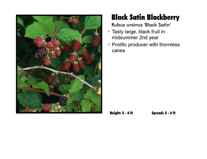 Blackberry - Black Satin