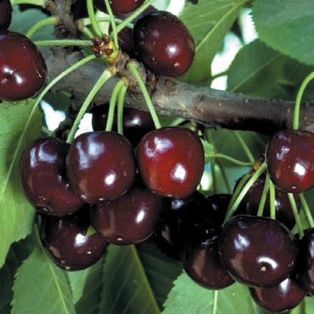 Cherry - Black Tartarian