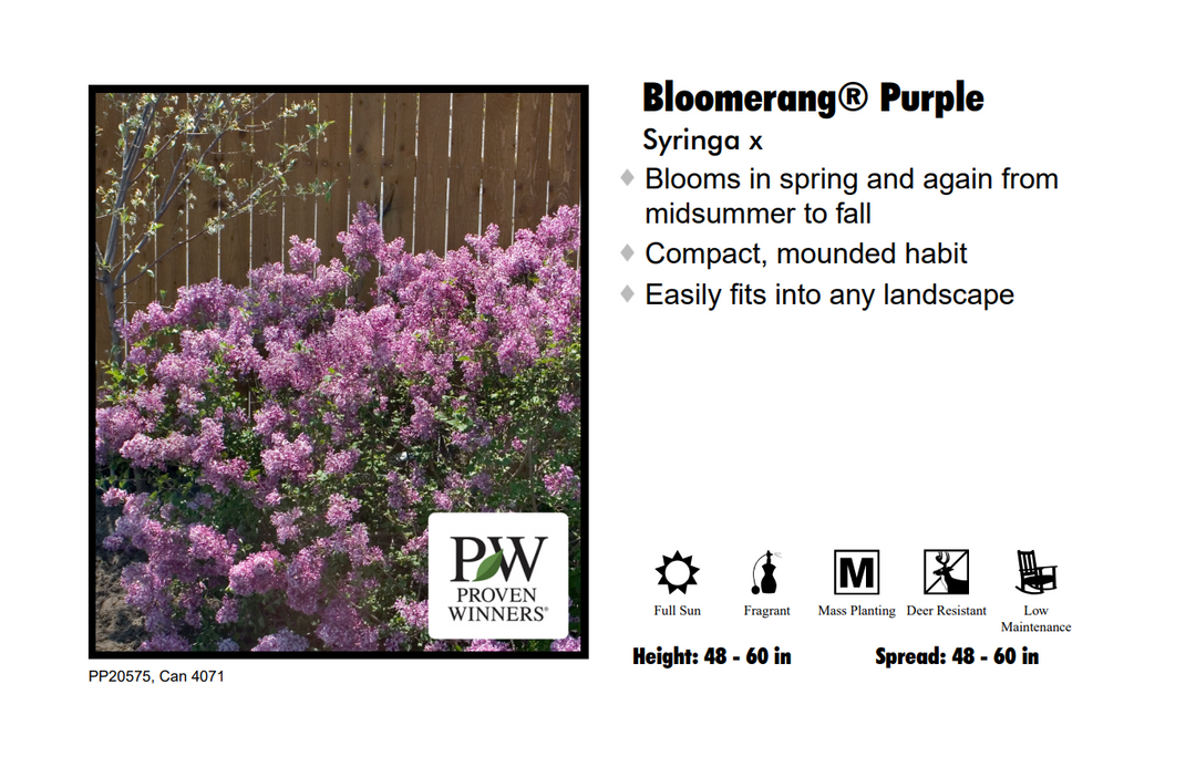 Lilac - Bloomerang Purple