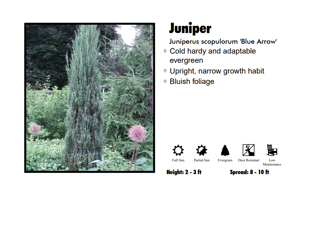Juniper - Blue Arrow