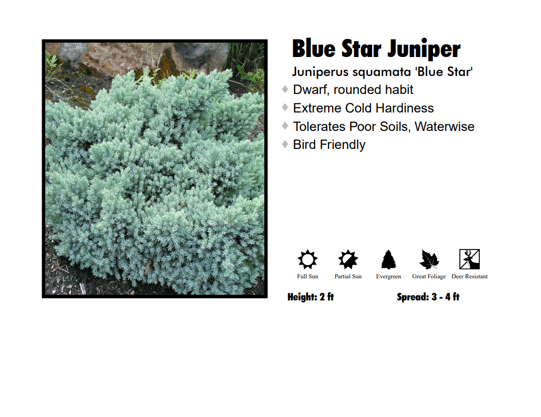 Juniper - Blue Star