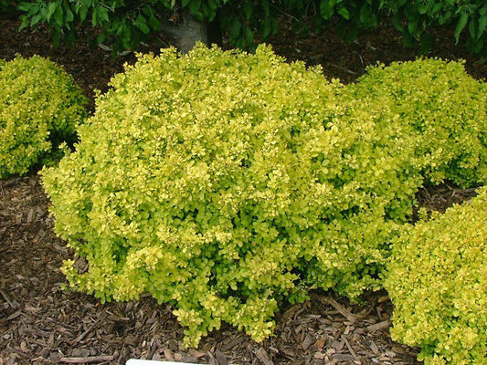 Barberry - Bonanza Gold Dwarf