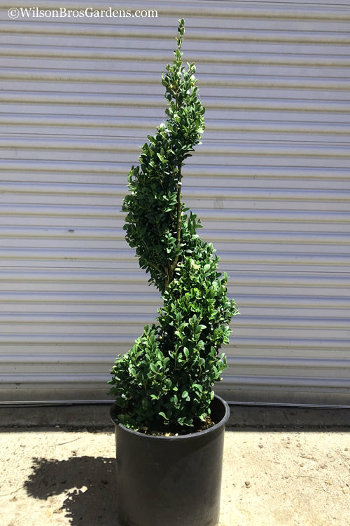 Boxwood Green Mountain Spiral 4-5'H