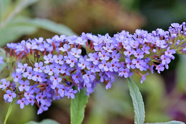 Butterfly Bush - Buzz Sky Blue