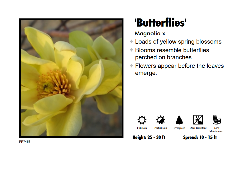Magnolia - Butterfly Yellow