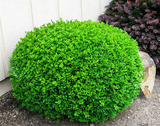 Boxwood - Winter Gem
