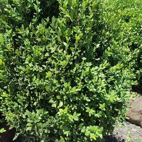 Boxwood - Green Mountain Columnar – Pandy's Garden Center