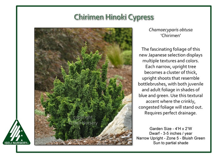 Hinoki Cypress - Chirimen