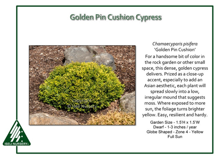 Cypress - Golden Pin Cushion