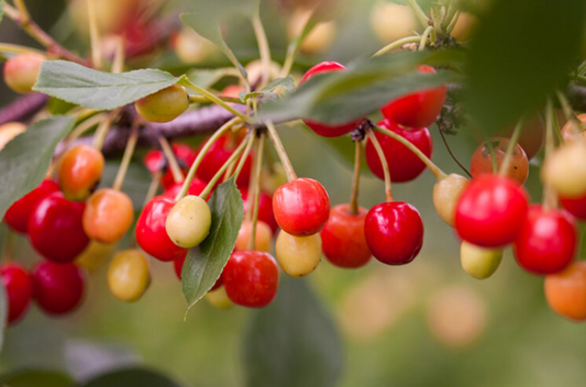 Cherry - Sweet Cherry Pie