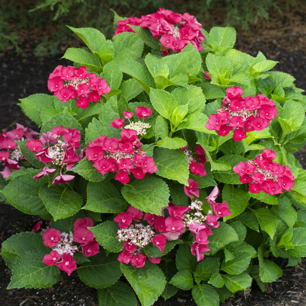 Hydrangea - Cherry Explosion