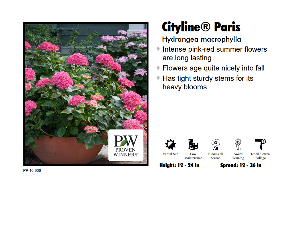 Hydrangea - Cityline Paris