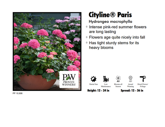 Hydrangea - Cityline Paris