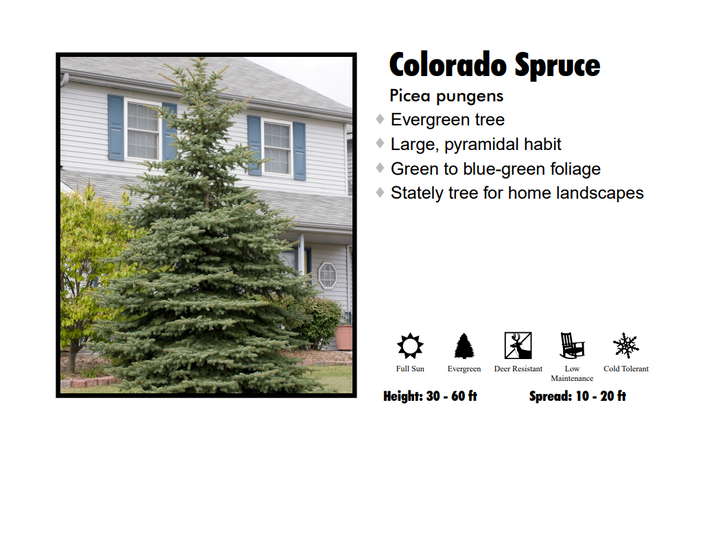 Spruce - Colorado Blue