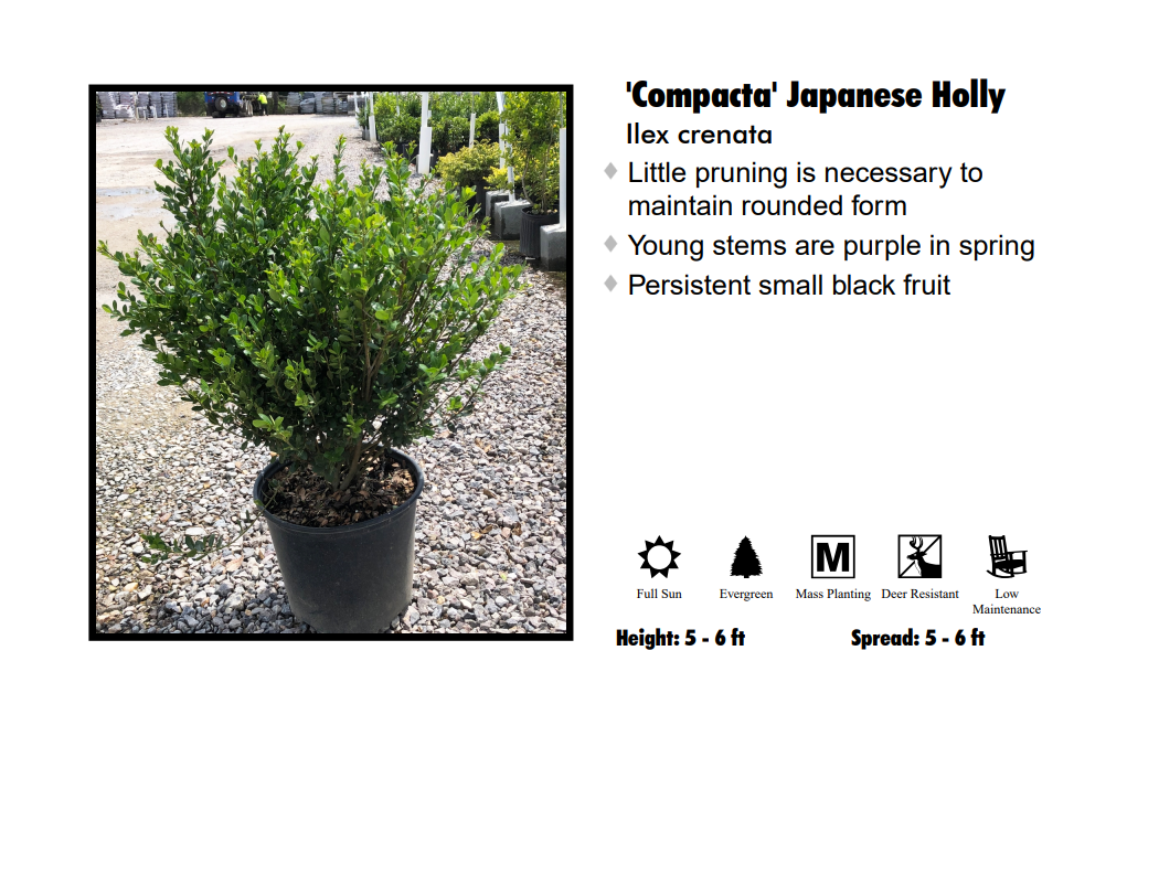 Japanese Holly - Compacta