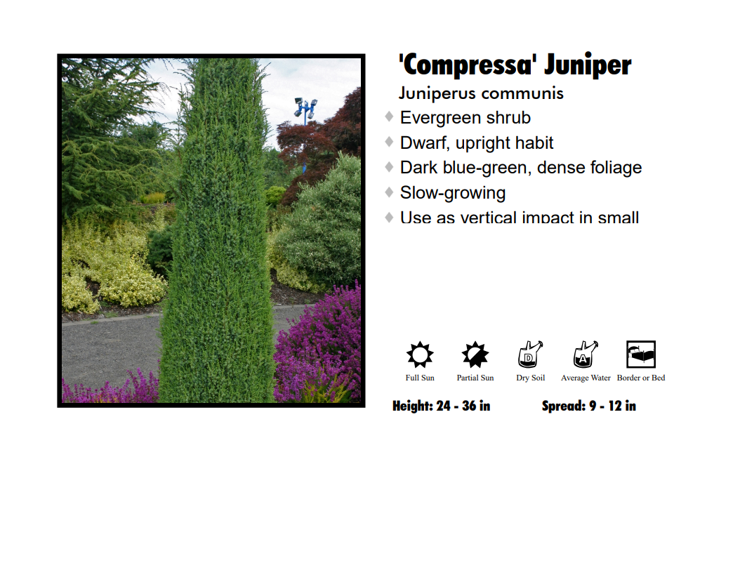 Juniper - Compressa Pencil Point