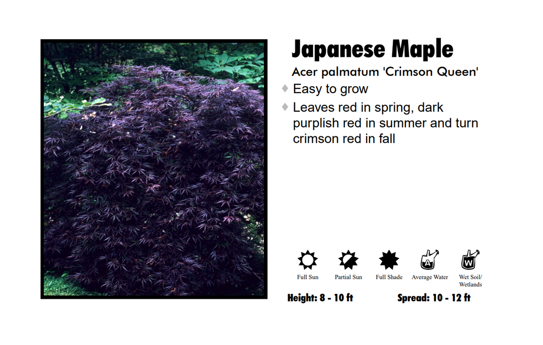 Japanese Maple - Weeping Crimson Queen