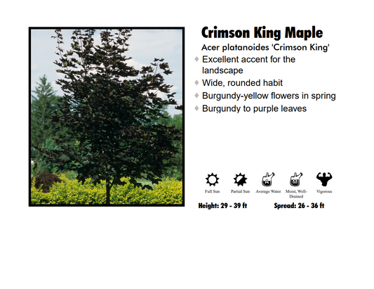 Maple - Crimson King Purple Leaf