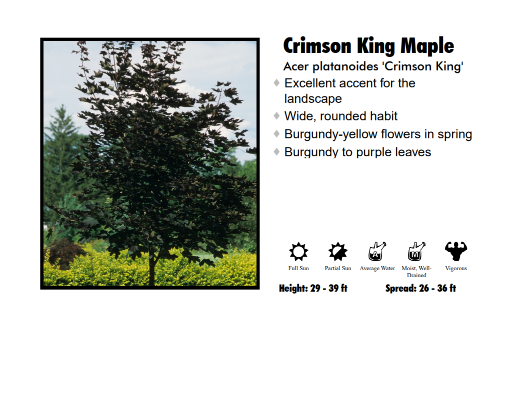 Maple - Crimson King Purple Leaf Calip