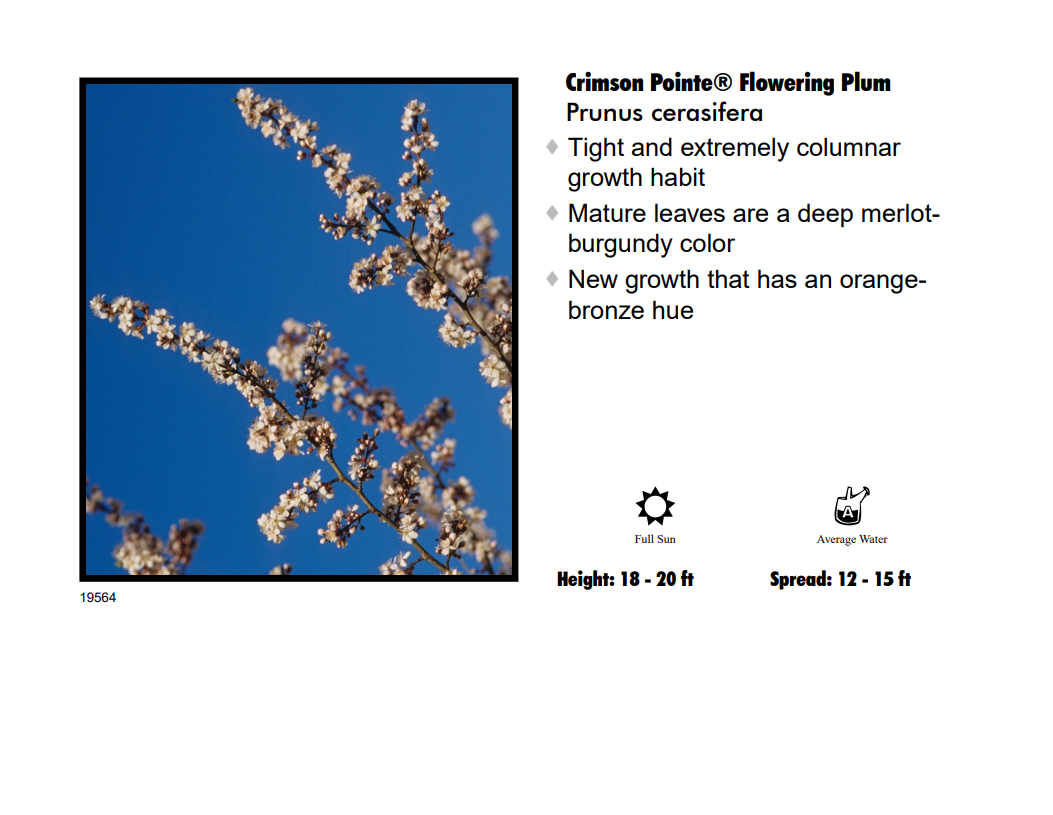 Plum - Crimson Point Columnar
