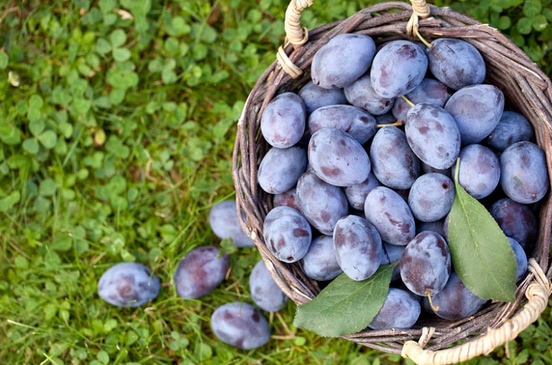 Plum - European Damson