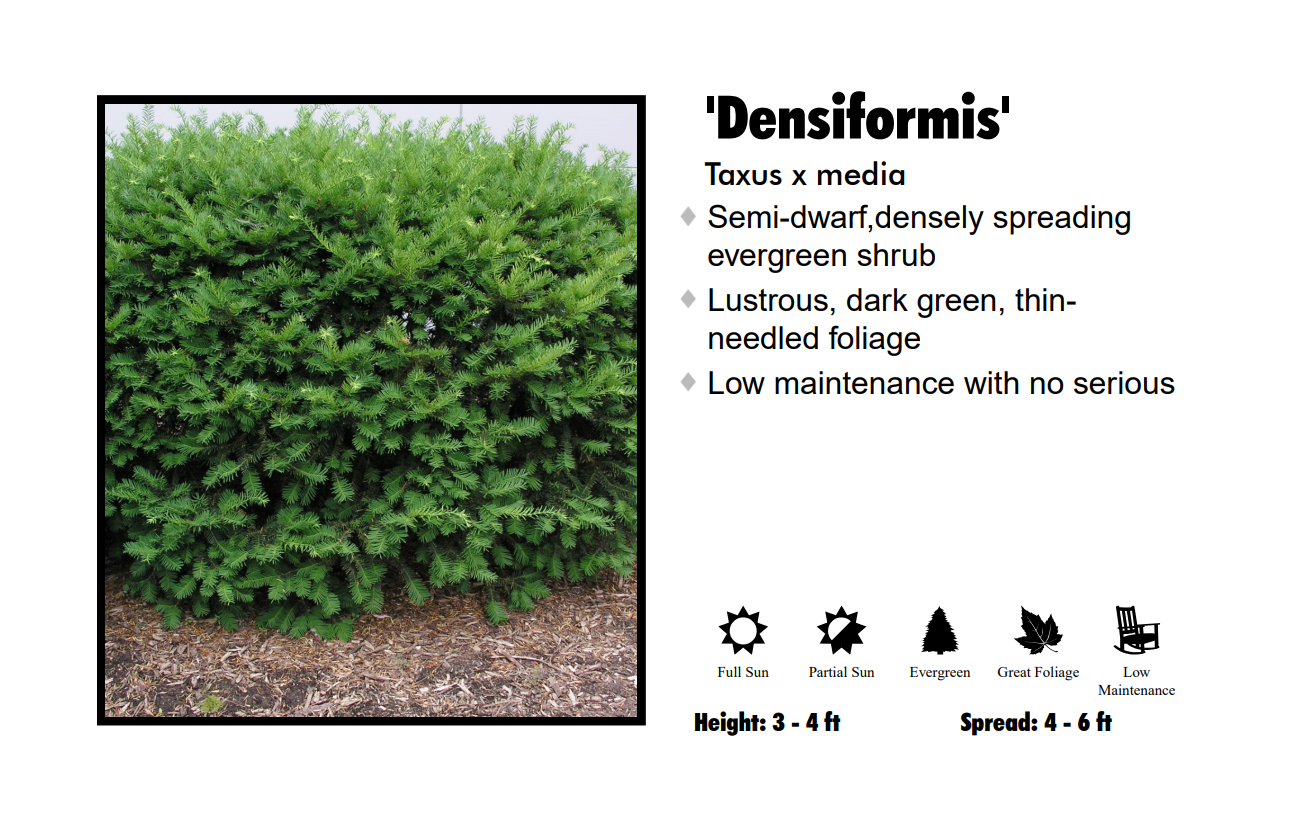 Yew - Densiformis