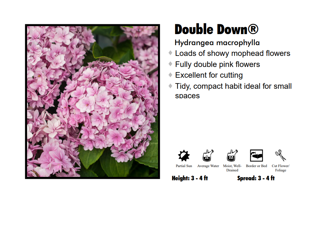 Hydrangea - Double Down