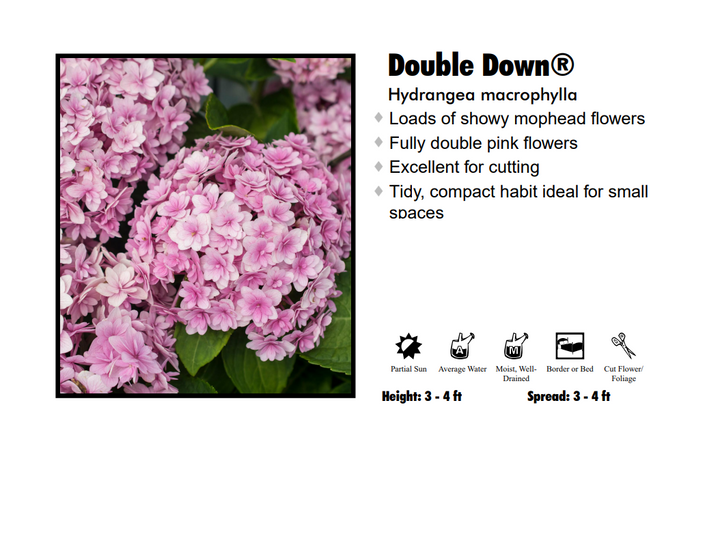 Hydrangea - Double Down