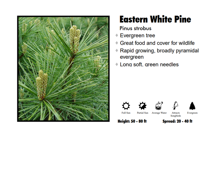 Pine - Eastern White