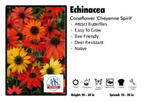 Echinacea ‘Cheyenne Spirit’ Coneflower