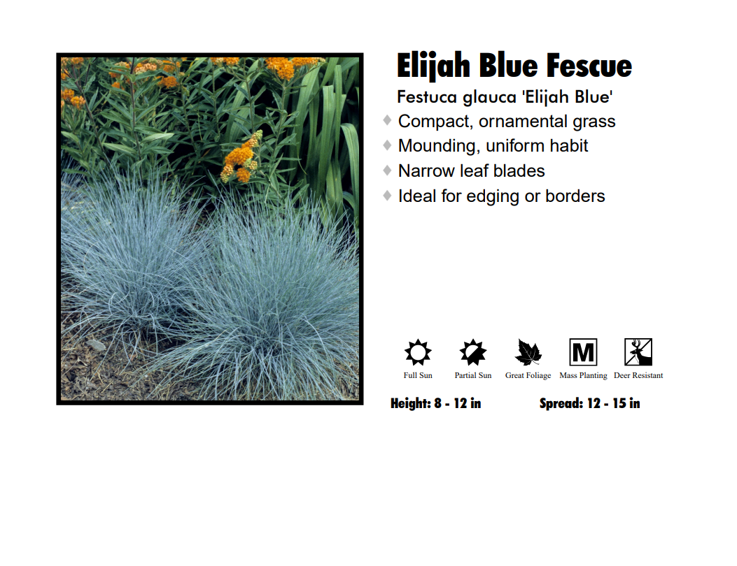 Fescue - Elijah Blue