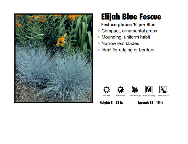 Fescue - Elijah Blue