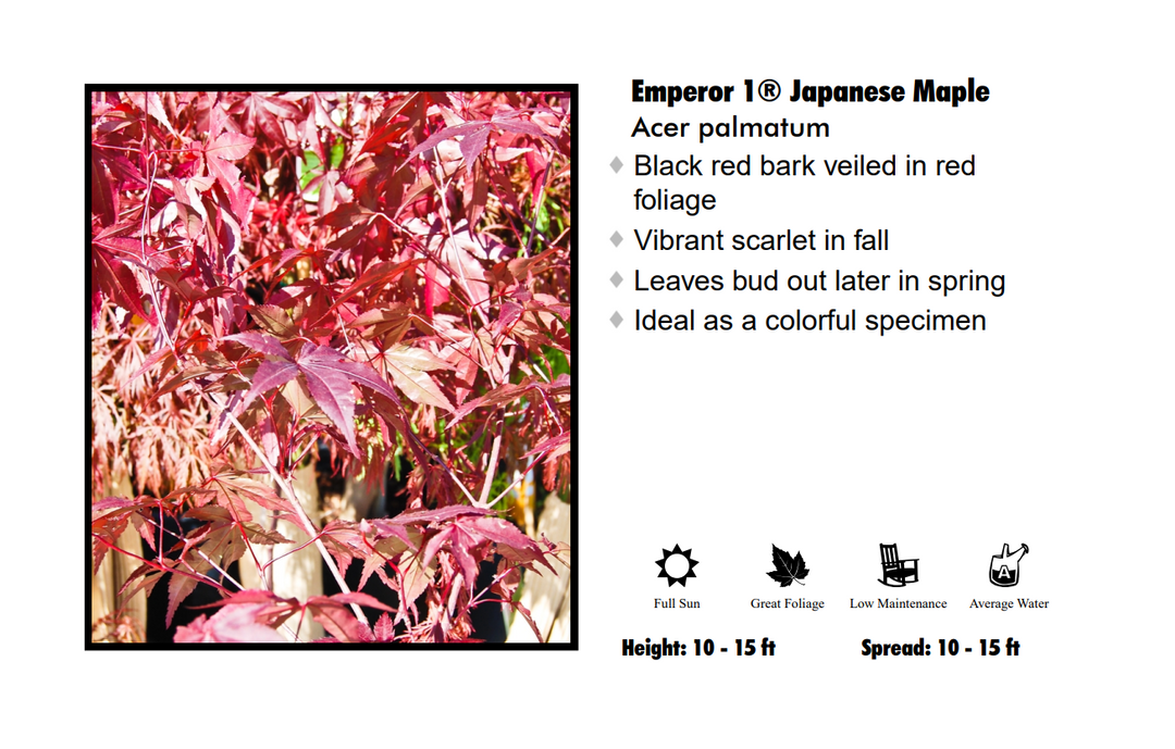 Japanese Maple - Emperor One