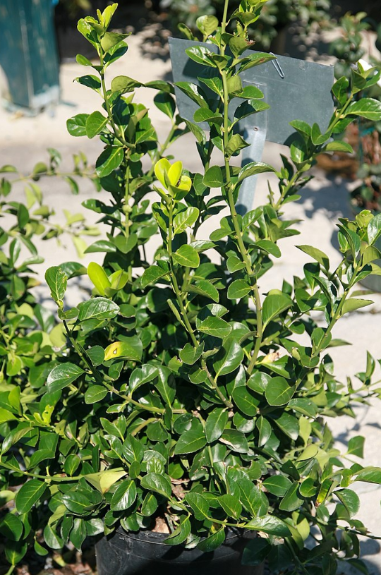 Euonymus - Kiautschovicus Manhattan