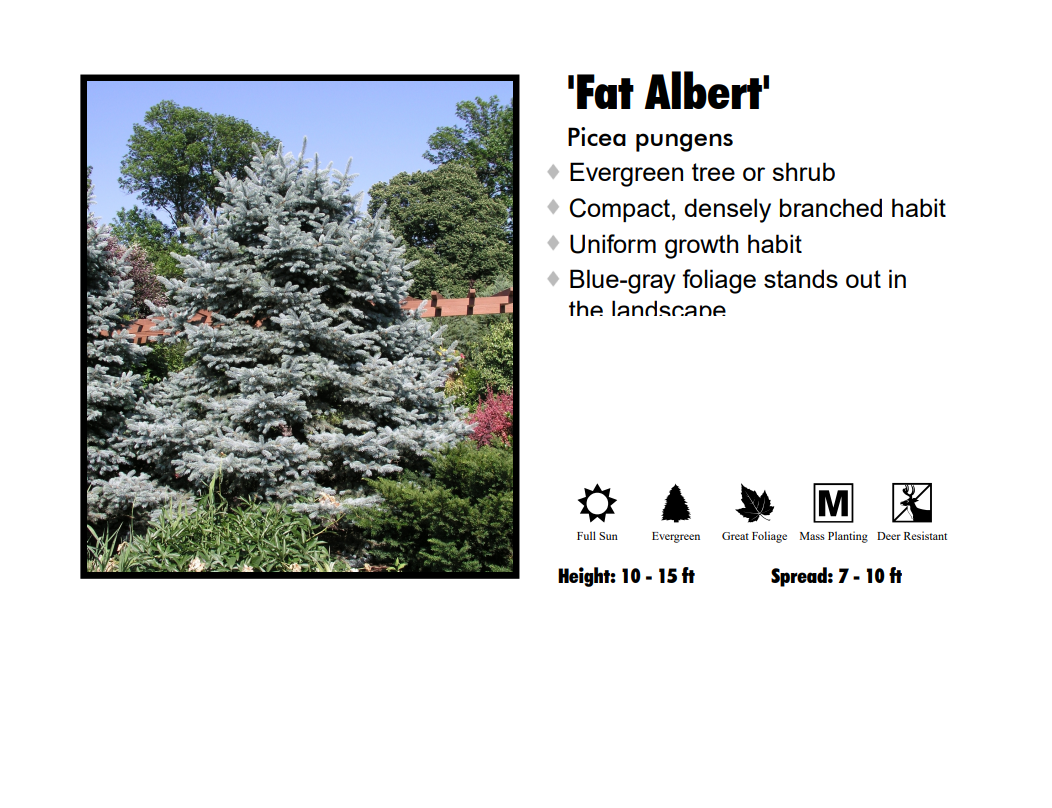 Spruce - Fat Albert Hybrid Blue