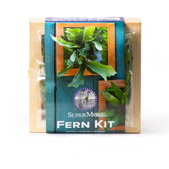 Staghorn Fern Kit 6” x 6”