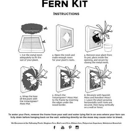 Staghorn Fern Kit 6” x 6”