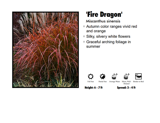 Maiden Grass - Fire Dragon