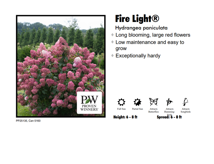 Hydrangea - Fire Light