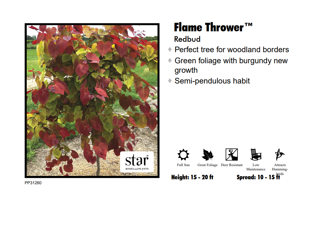 Redbud - Flame Thrower