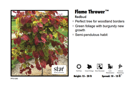 Redbud - Flame Thrower
