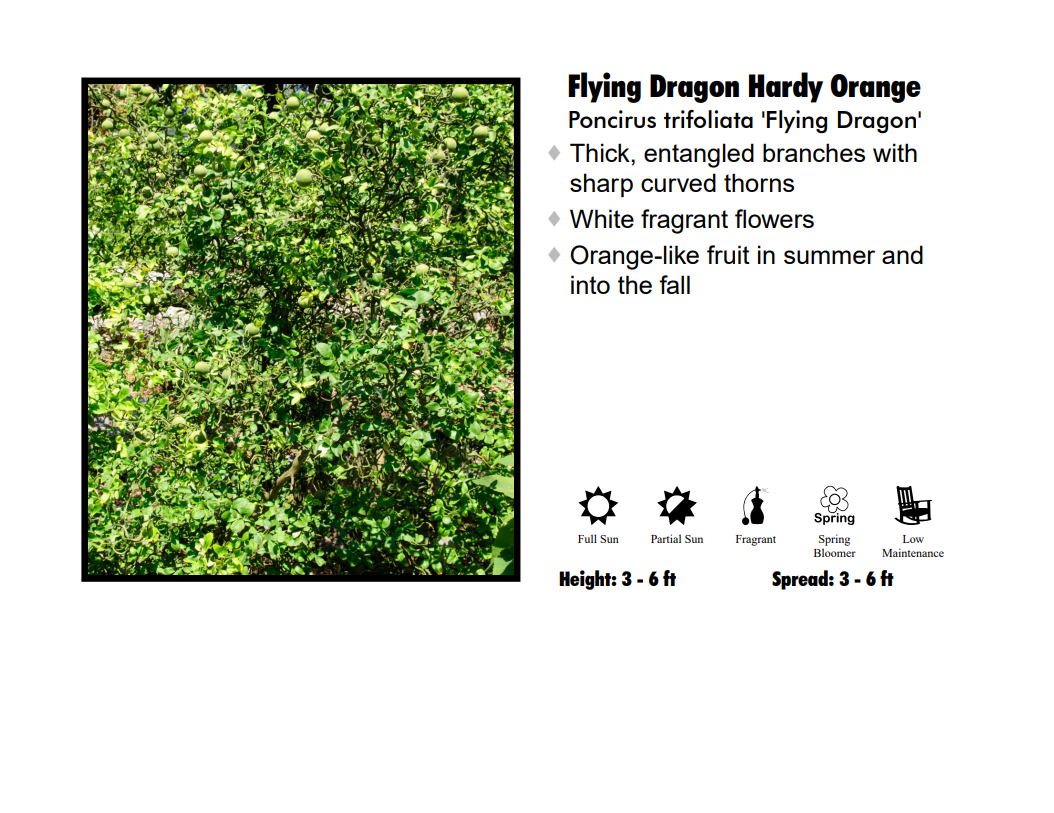 Hardy Orange - Flying Dragon