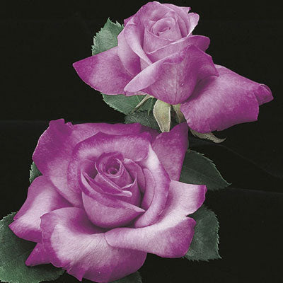 Rose - Fragrant Plum
