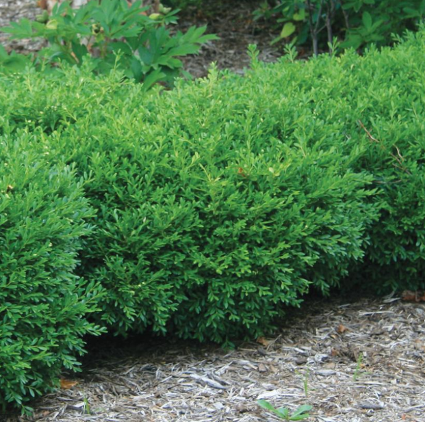 Boxwood - Franklin's Gem