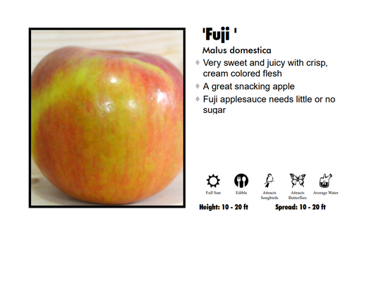 Apple - Fuji Red