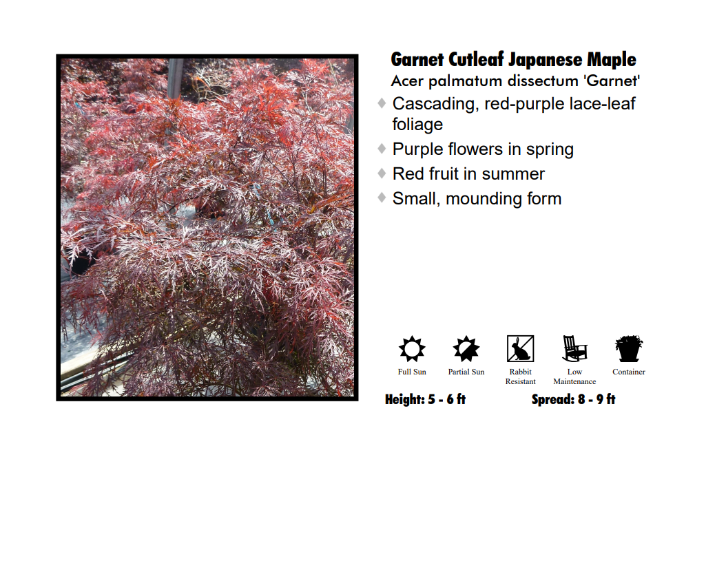 Japanese Maple - Garnet Red