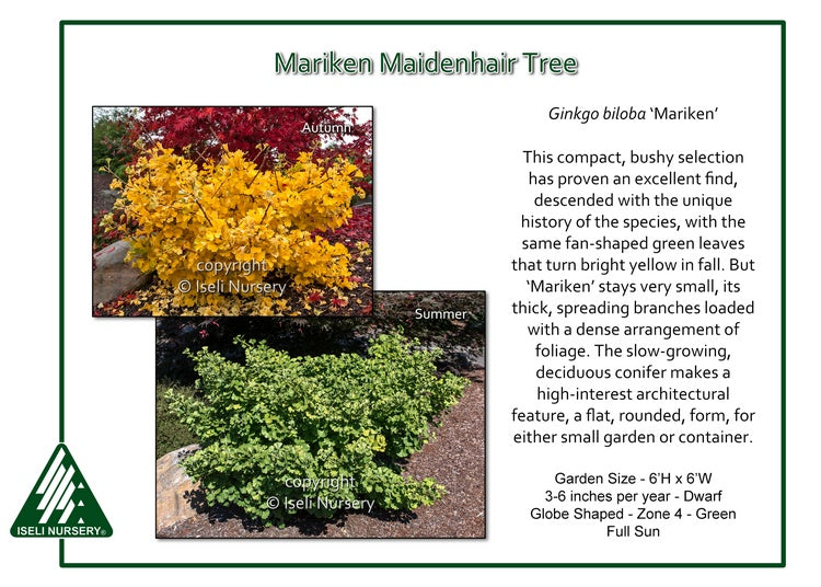 Gingko - Mariken Maidenhair Tree