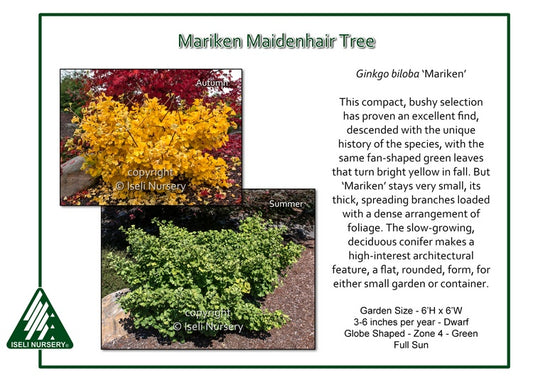 Gingko - Mariken Maidenhair Tree