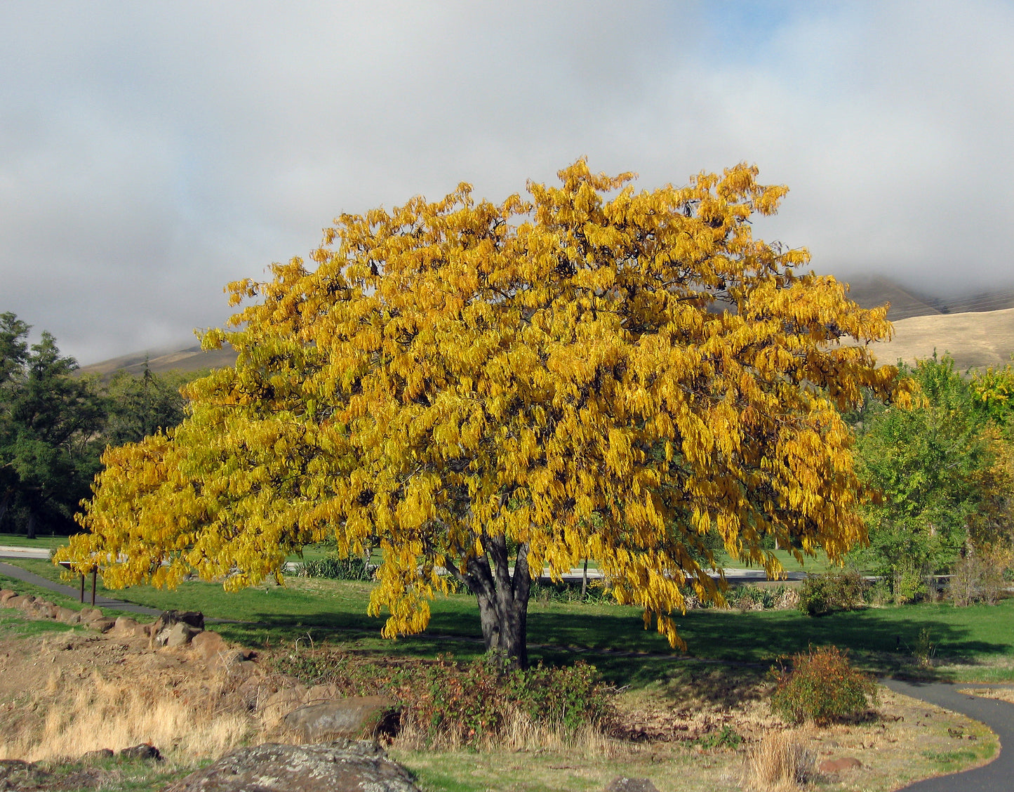 Honey Locust - Golden