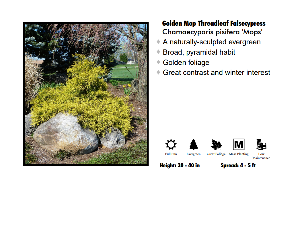 Cypress - Golden Mops